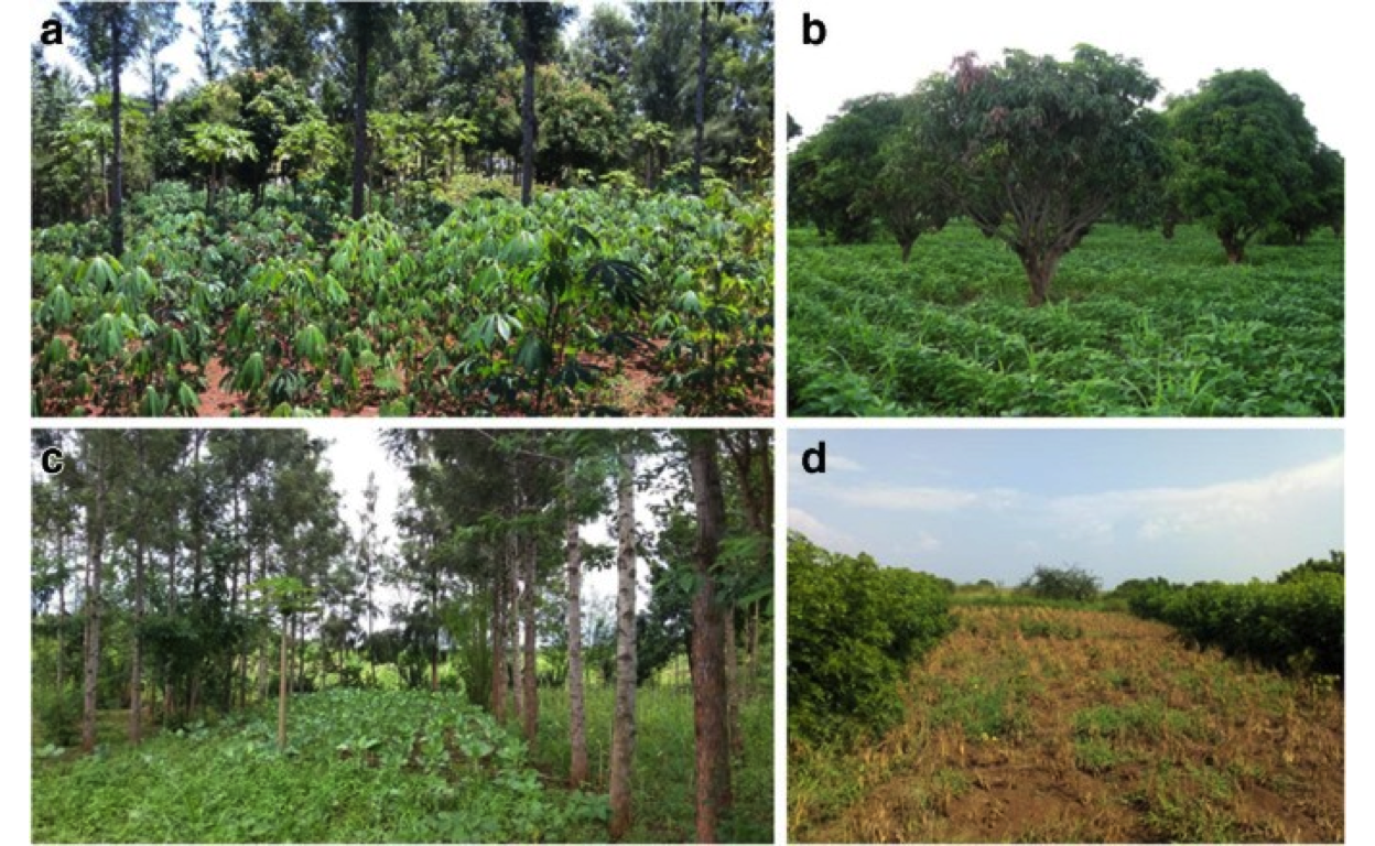Figure from @Kuyah2019 - Agroforestry practices common in Africa. **a** Homegarden (a mosaic landscape with cassava, pawpaw, Mangifera indica L. and Grevillea robusta A.Cunn. ex R.Br. in Uganda). **b** Dispersed intercropping (M. indica in maize-bean intercrop in Malawi). **c** Intercropping with annual crops between widely spaced rows of trees (collard intercropped with G. robusta). **d** Alley cropping (climbing beans planted between hedges of Gliricidia sepium (Jacq.) Kunth ex Walp. in Rwanda)